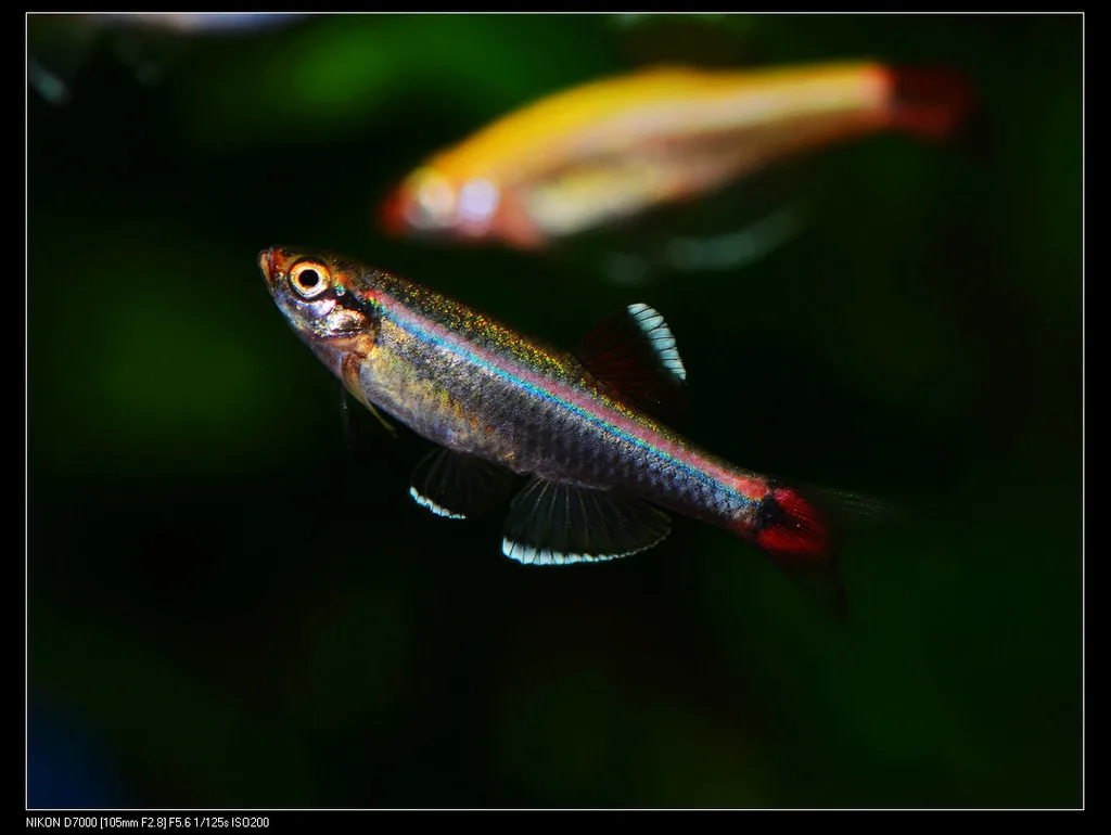 Foto de Tanichthys albonubes em ambiente natural ou aquário
