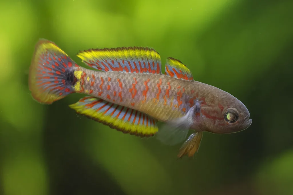 Foto de Tateurndina ocellicauda em ambiente natural ou aquário
