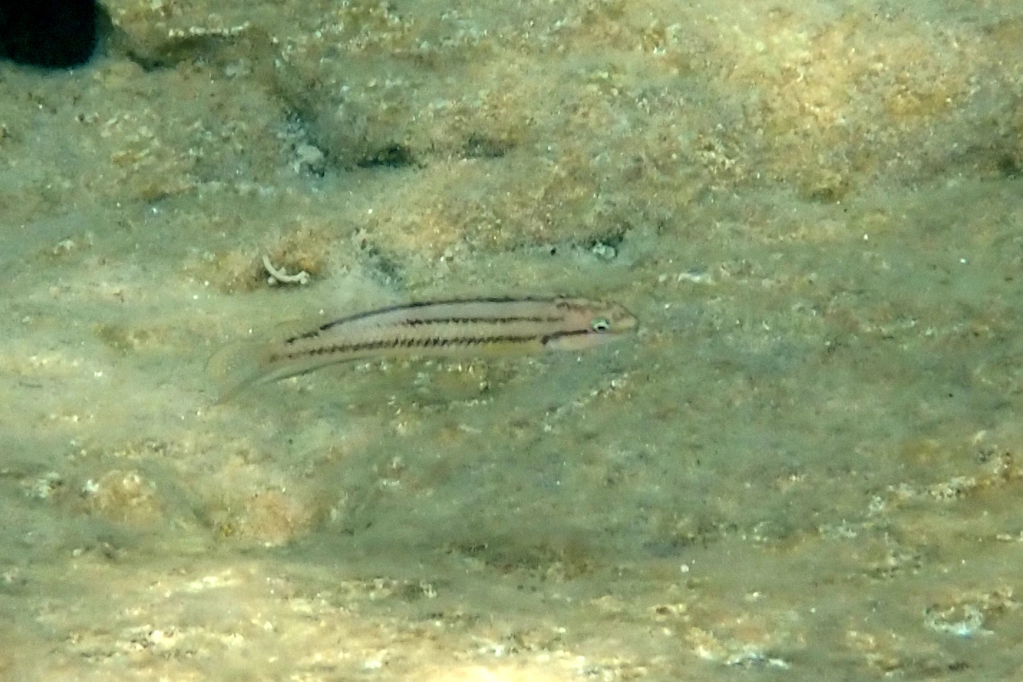 Foto de Telmatochromis bifrenatus em ambiente natural ou aquário