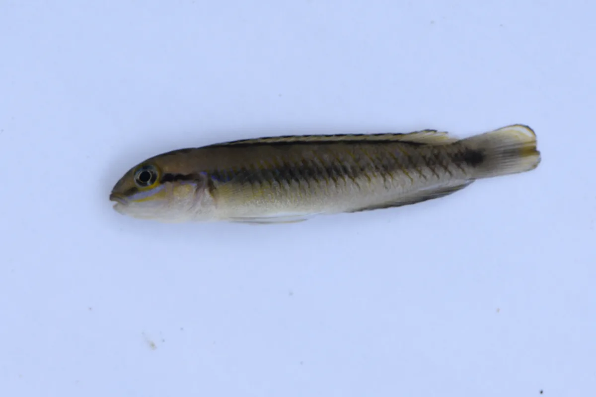 Foto de Telmatochromis vittatus em ambiente natural ou aquário