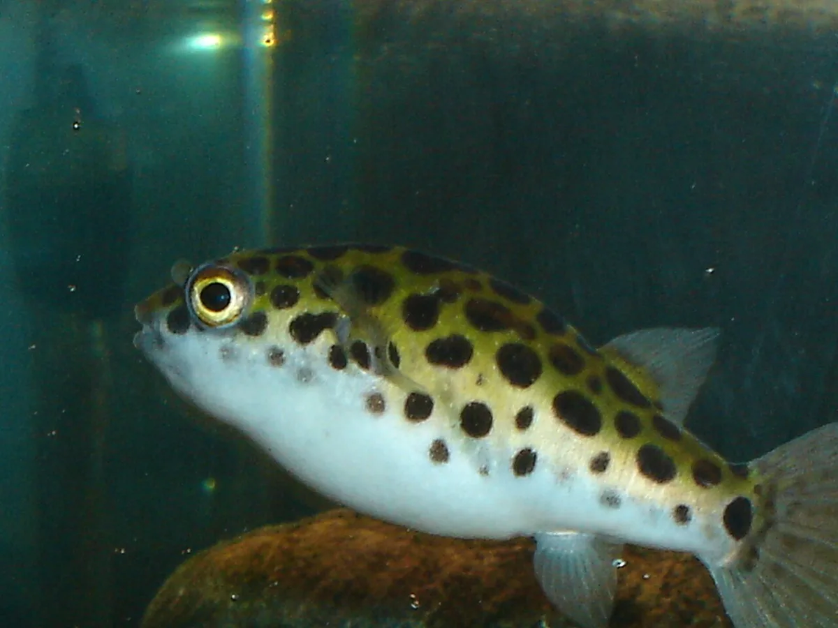 Foto de Tetraodon nigroviridis em ambiente natural ou aquário