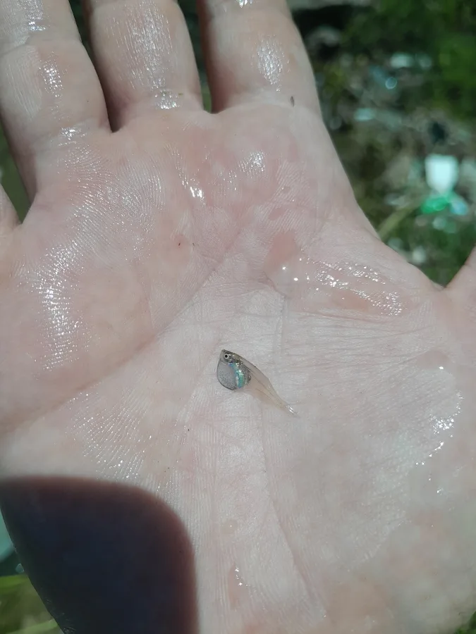 Foto de Thoracocharax stellatus em ambiente natural ou aquário