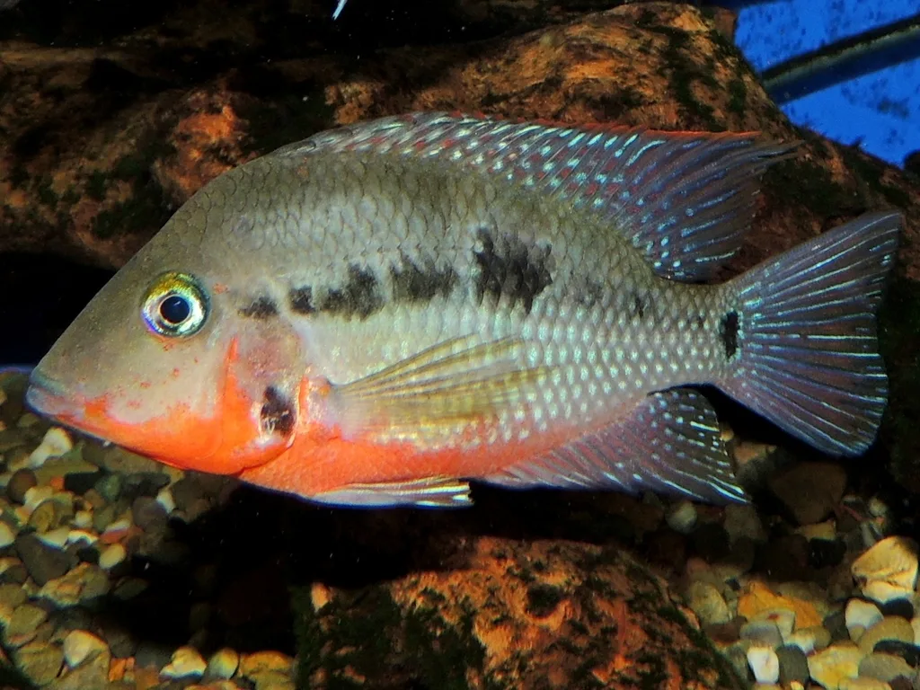 Foto de Thorichthys meeki em ambiente natural ou aquário