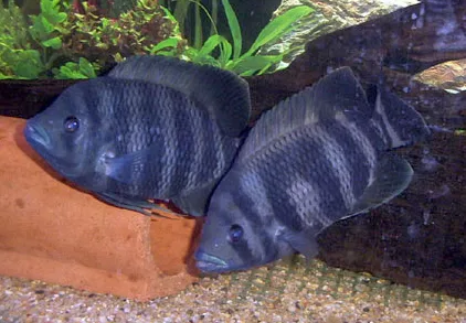 Foto de Tilapia buttikoferi em ambiente natural ou aquário