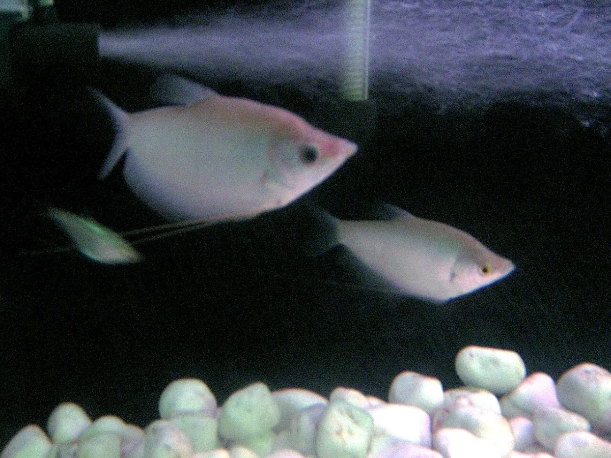 Foto de Trichogaster microlepis em ambiente natural ou aquário