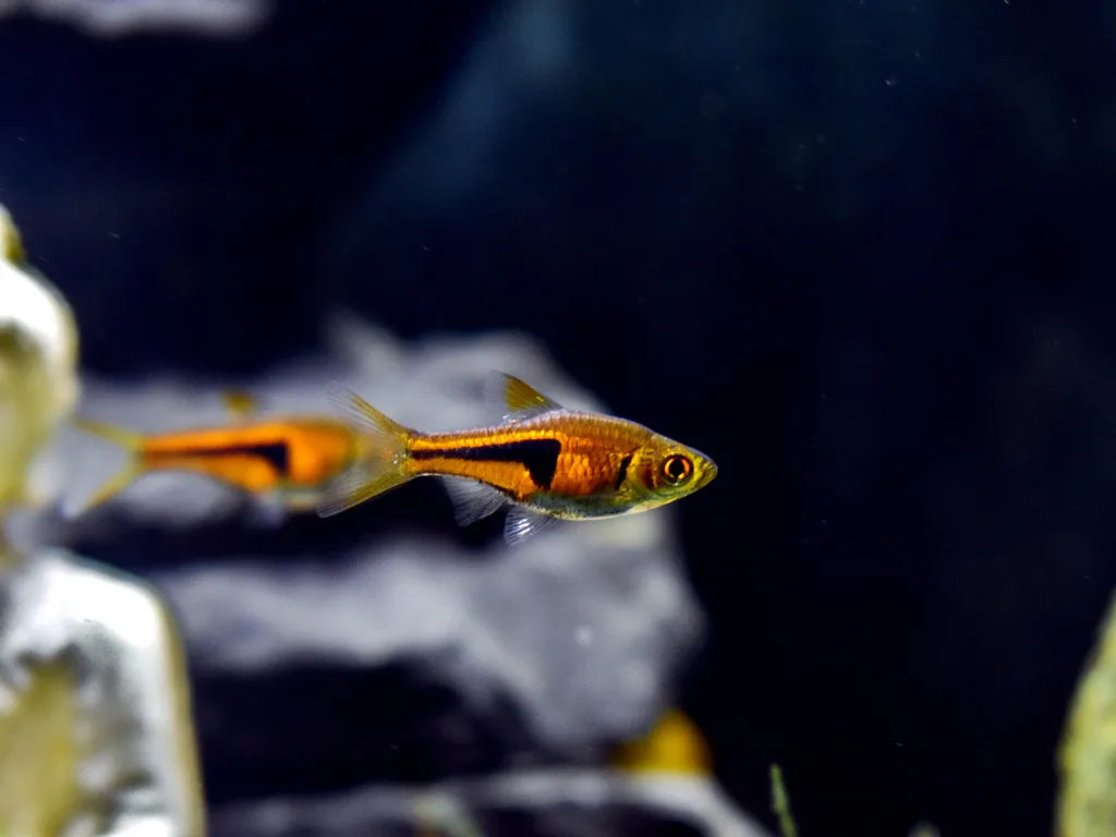 Foto de Trigonostigma espei em ambiente natural ou aquário