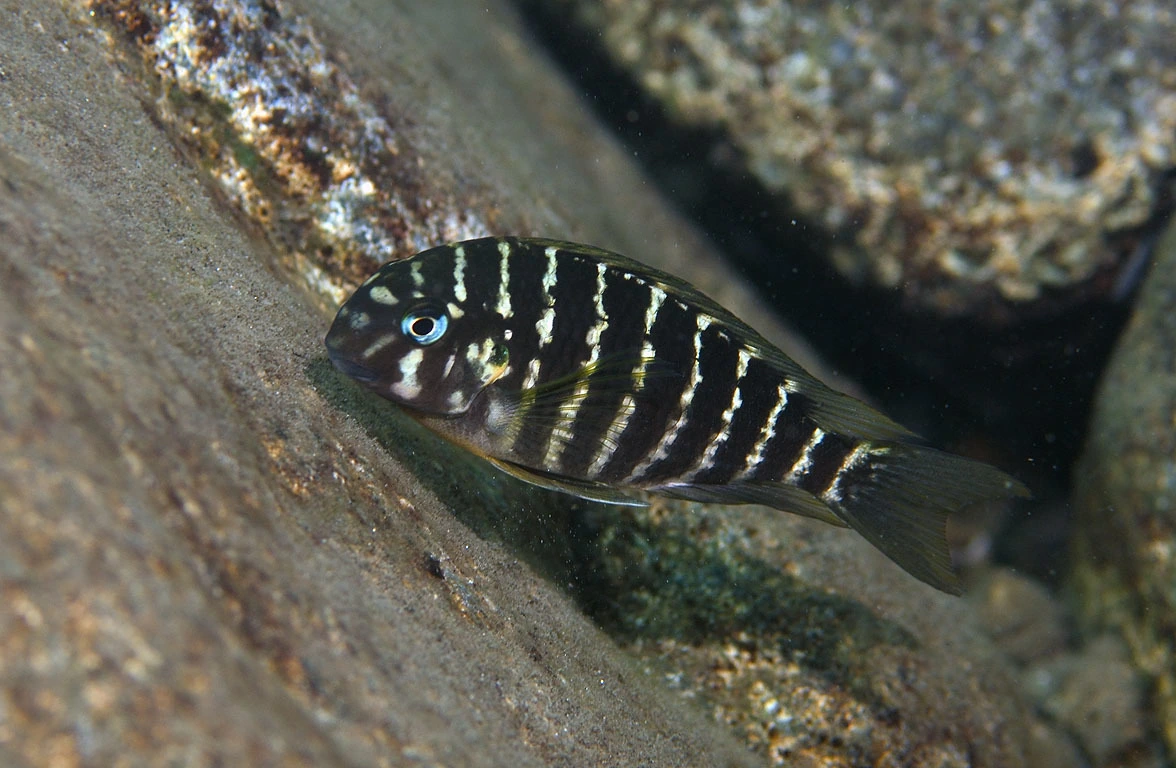 Foto de Tropheus annectens em ambiente natural ou aquário