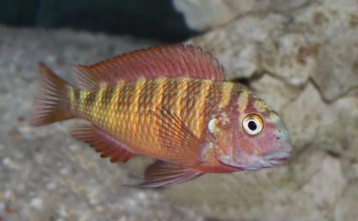 Foto de Tropheus moorii em ambiente natural ou aquário