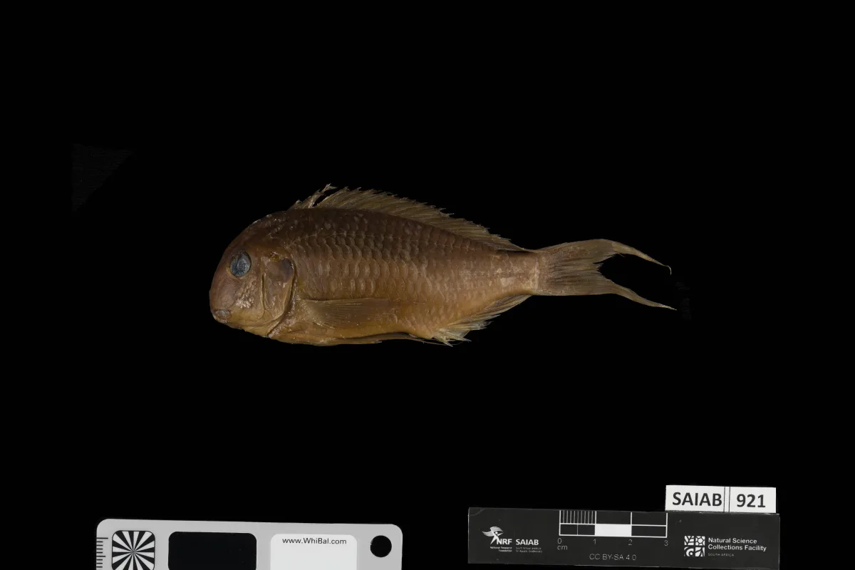 Foto de Tropheus polli em ambiente natural ou aquário