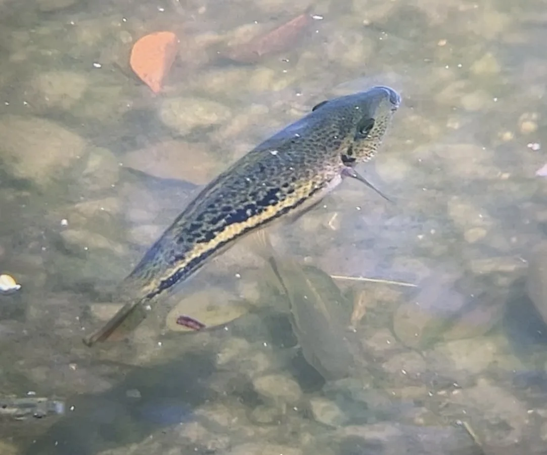 Foto de Vieja bifasciata em ambiente natural ou aquário