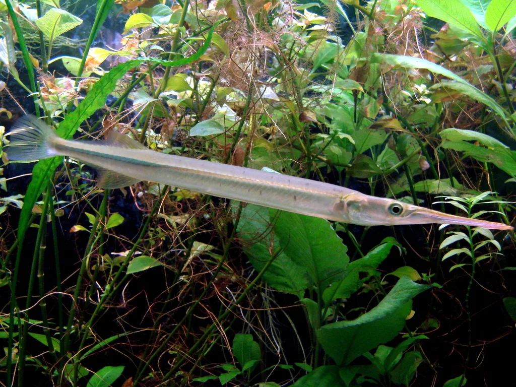 Foto de Xenentodon cancila em ambiente natural ou aquário