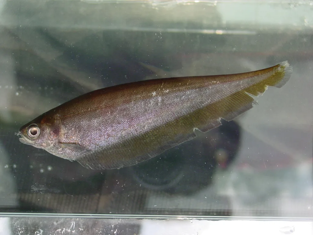 Foto de Xenomystus nigri em ambiente natural ou aquário