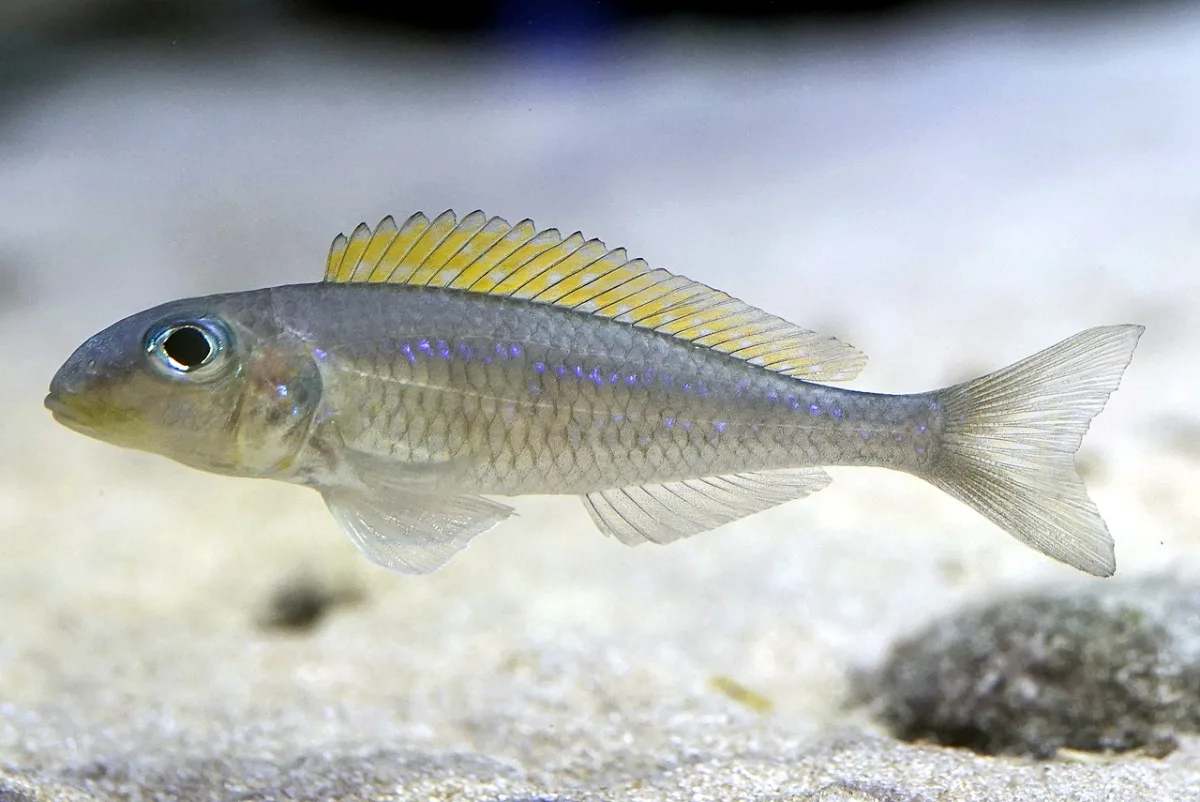 Foto de Xenotilapia flavipinnis em ambiente natural ou aquário
