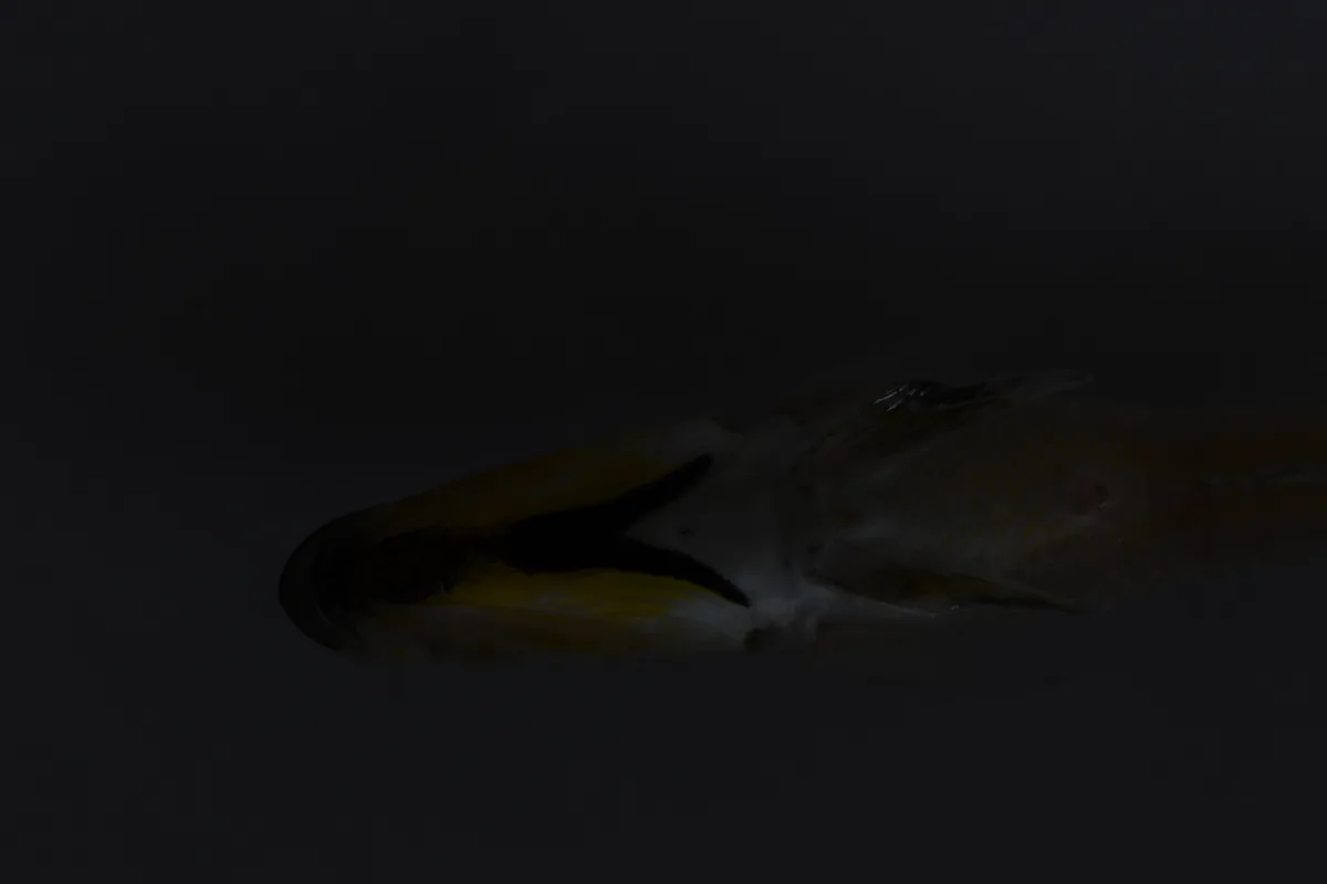 Foto de Xenotilapia melanogenys em ambiente natural ou aquário