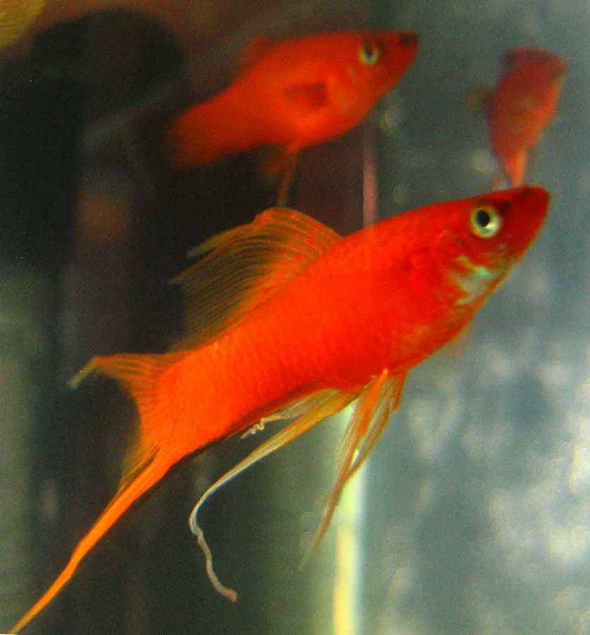 Foto de Xiphophorus hellerii em ambiente natural ou aquário