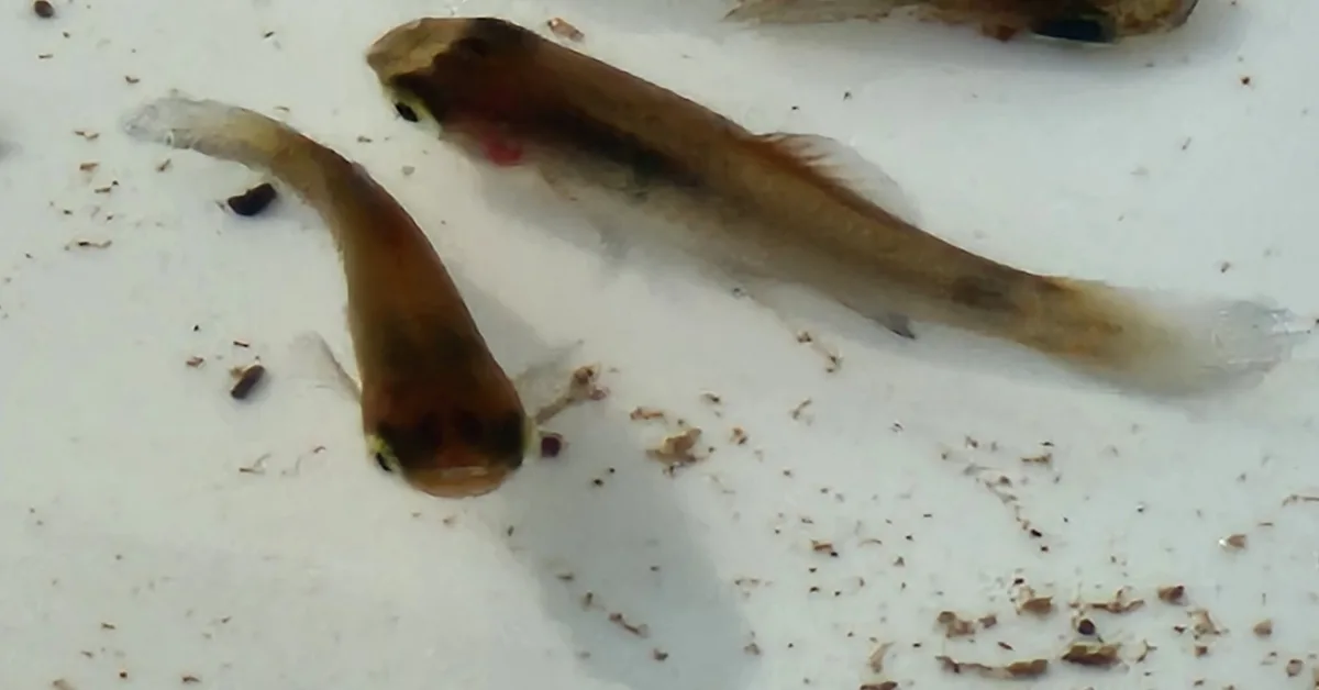 Foto de Xiphophorus maculatus em ambiente natural ou aquário
