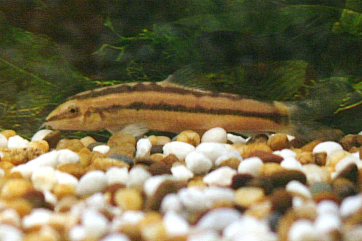 Foto de Yasuhikotakia nigrolineata em ambiente natural ou aquário