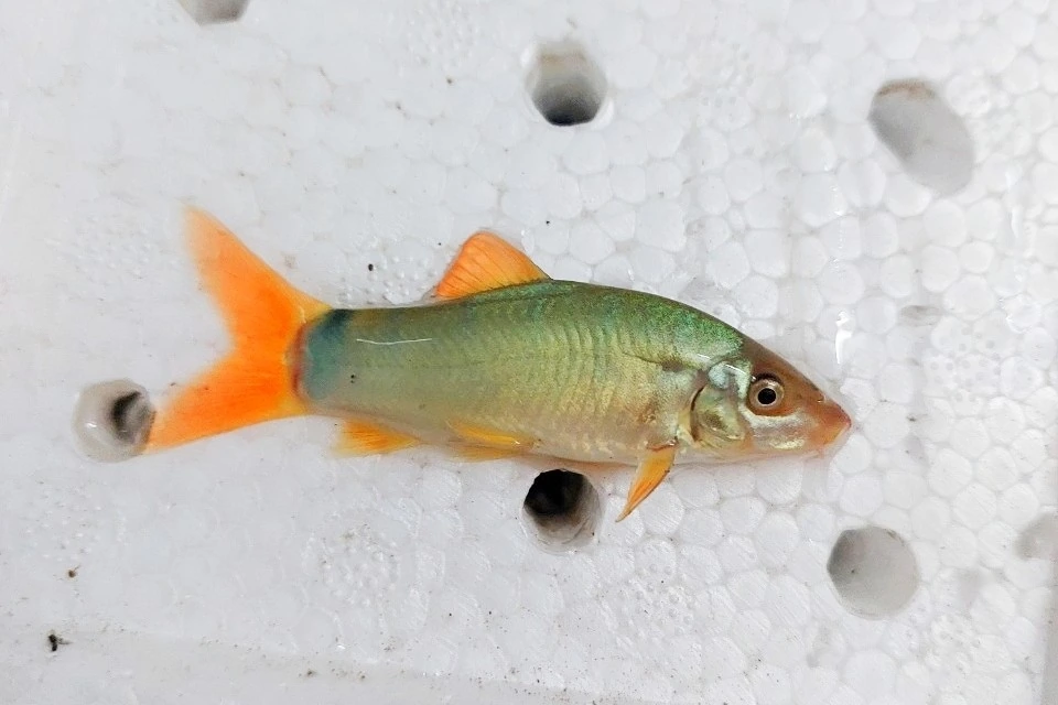 Foto de Yasuhikotakia modesta em ambiente natural ou aquário
