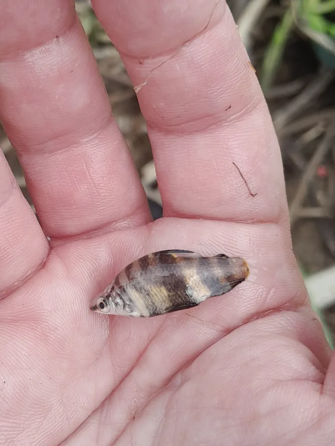 Foto de Abramites hypselonotus em ambiente natural ou aquário