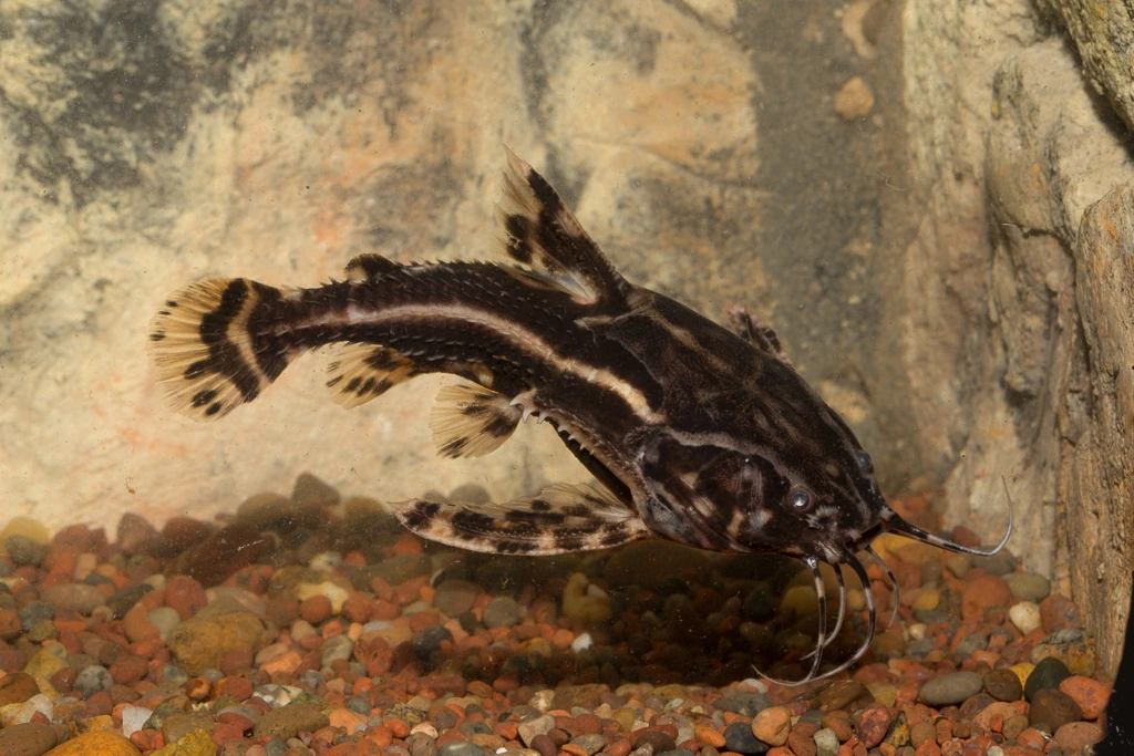 Foto de Acanthodoras cataphractus em ambiente natural ou aquário