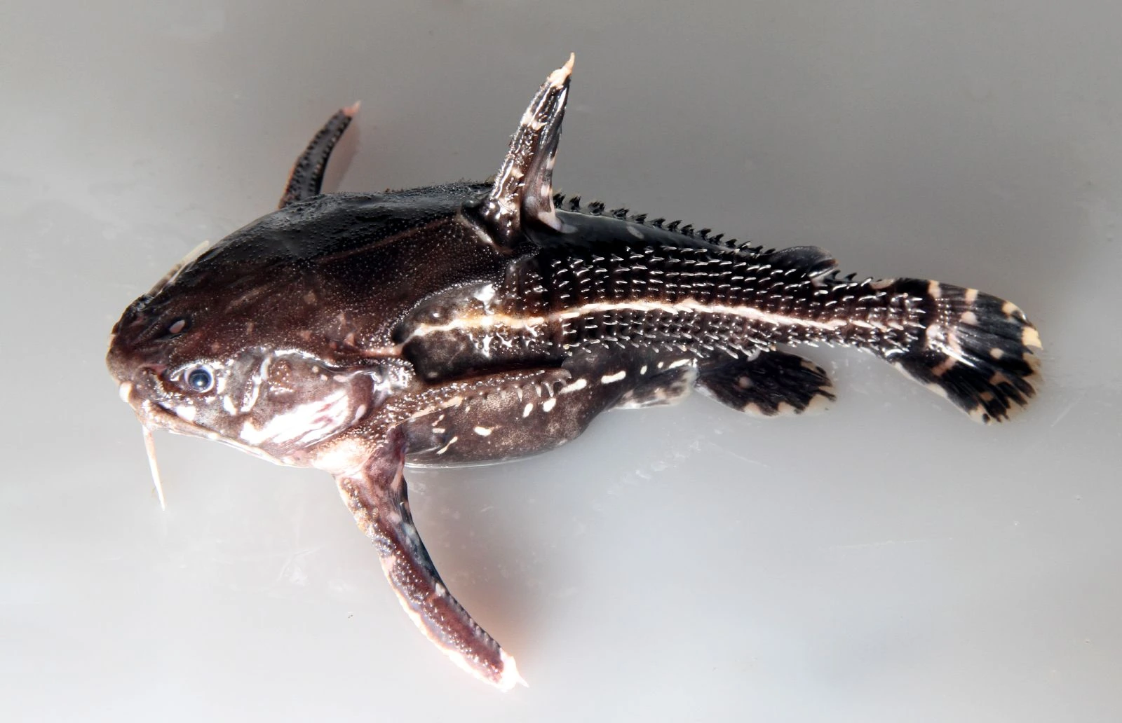 Foto de Acanthodoras spinosissimus em ambiente natural ou aquário
