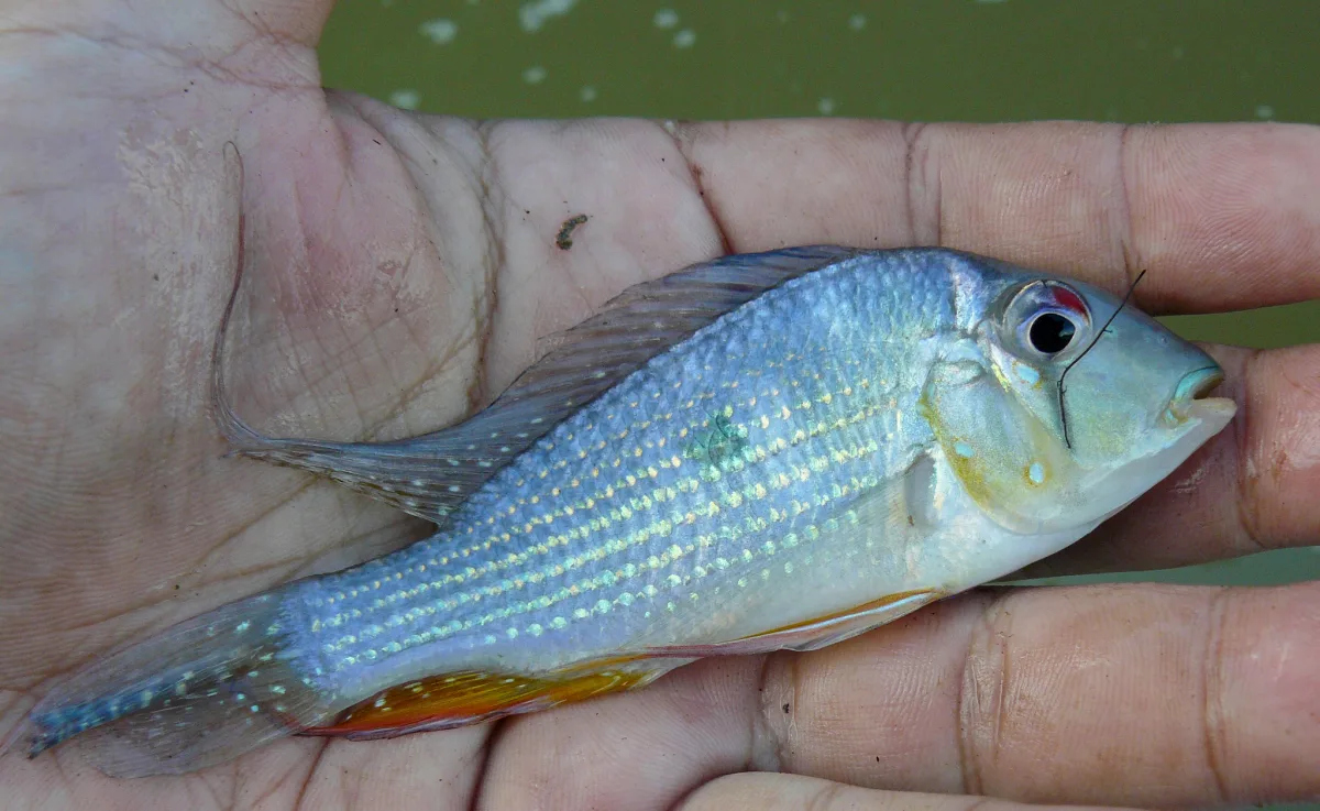 Foto de Acarichthys heckelii em ambiente natural ou aquário