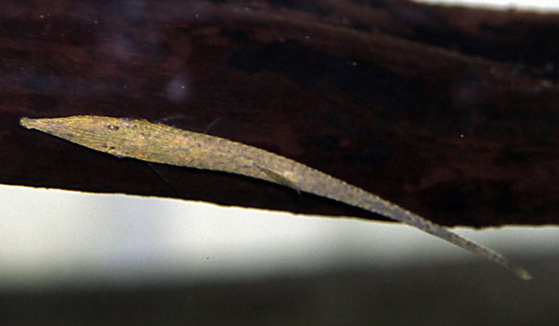 Foto de Acestridium discus em ambiente natural ou aquário