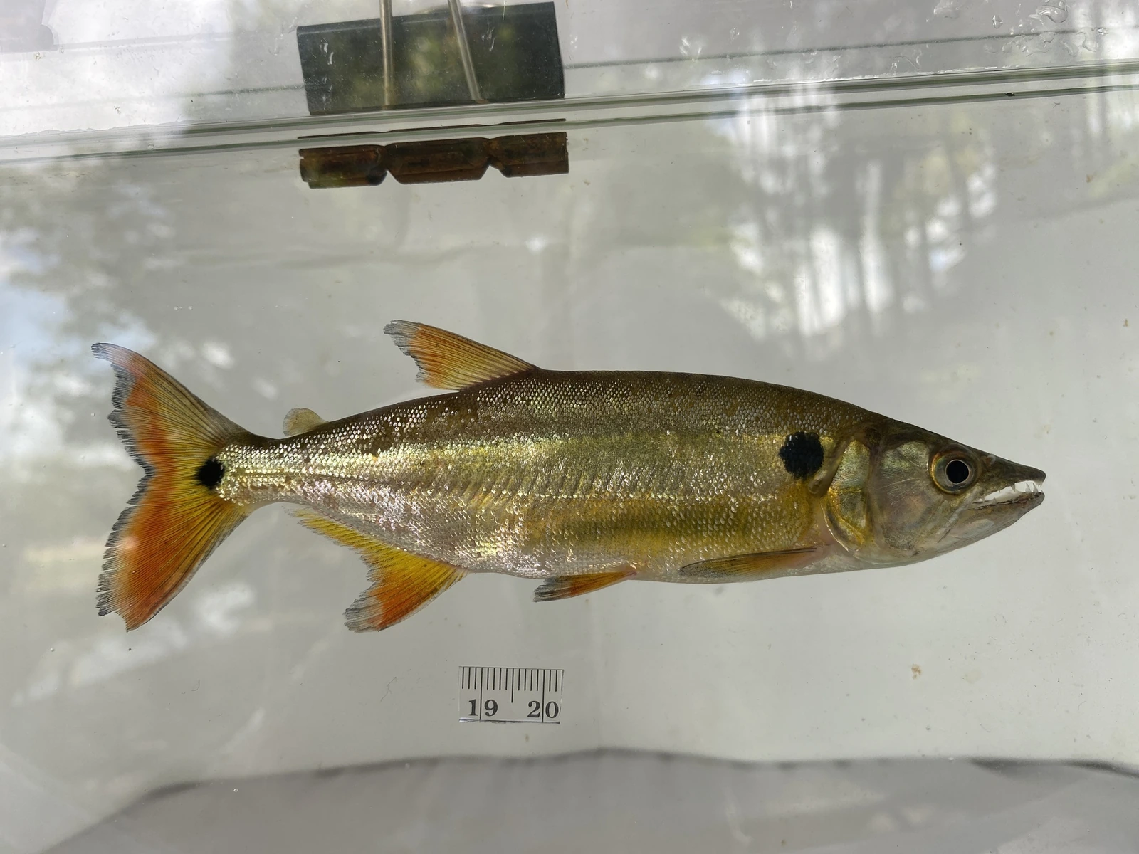 Foto de Acestrorhynchus altus em ambiente natural ou aquário