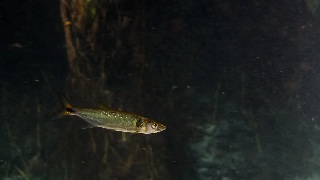 Foto de Acestrorhynchus falcatus em ambiente natural ou aquário