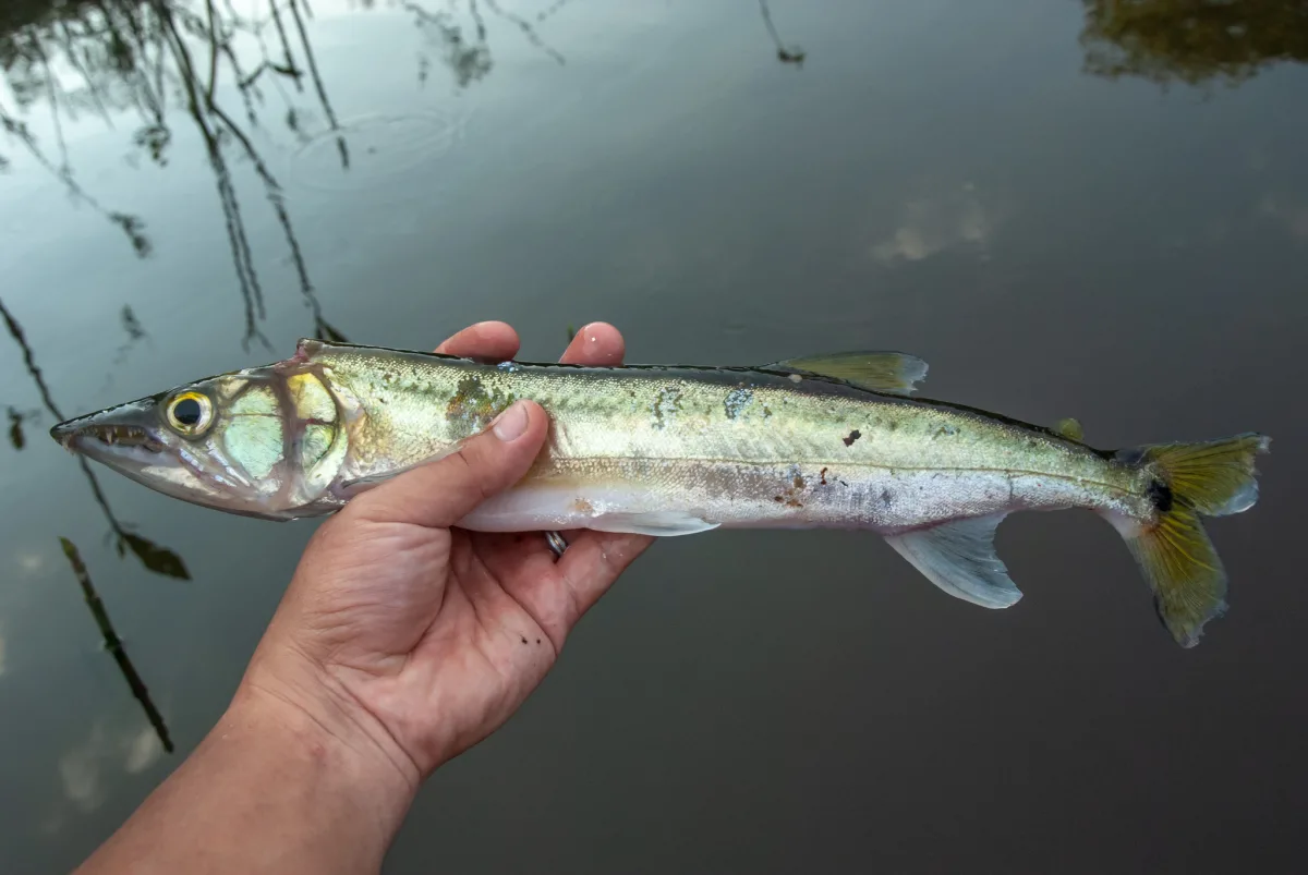 Foto de Acestrorhynchus falcirostris em ambiente natural ou aquário