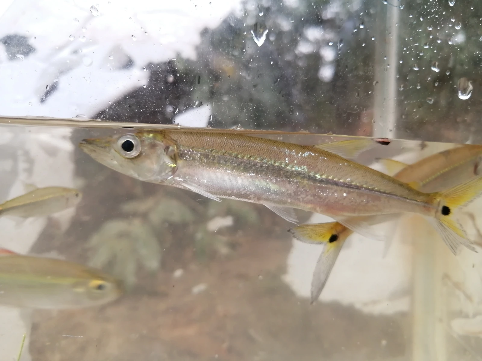 Foto de Acestrorhynchus microlepis em ambiente natural ou aquário