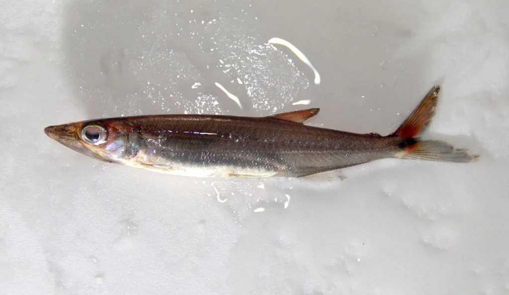 Foto de Acestrorhynchus minimus em ambiente natural ou aquário