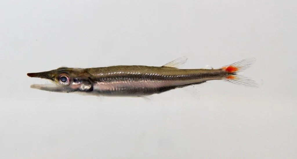 Foto de Acestrorhynchus nasutus em ambiente natural ou aquário