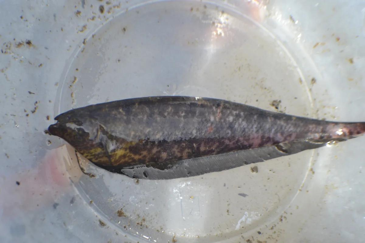 Foto de Adontosternarchus balaenops em ambiente natural ou aquário