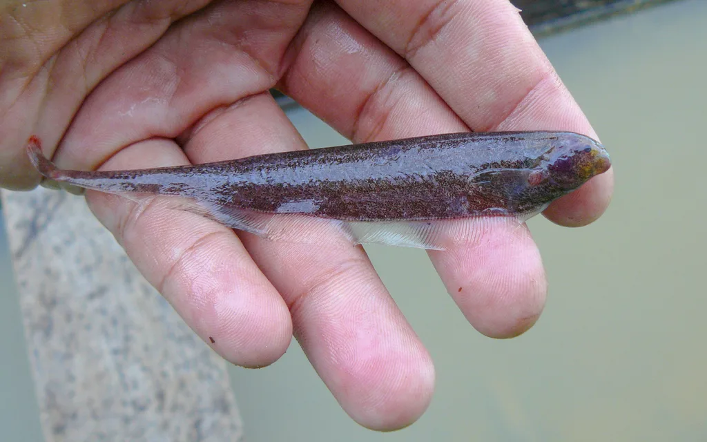 Foto de Adontosternarchus sachsi em ambiente natural ou aquário