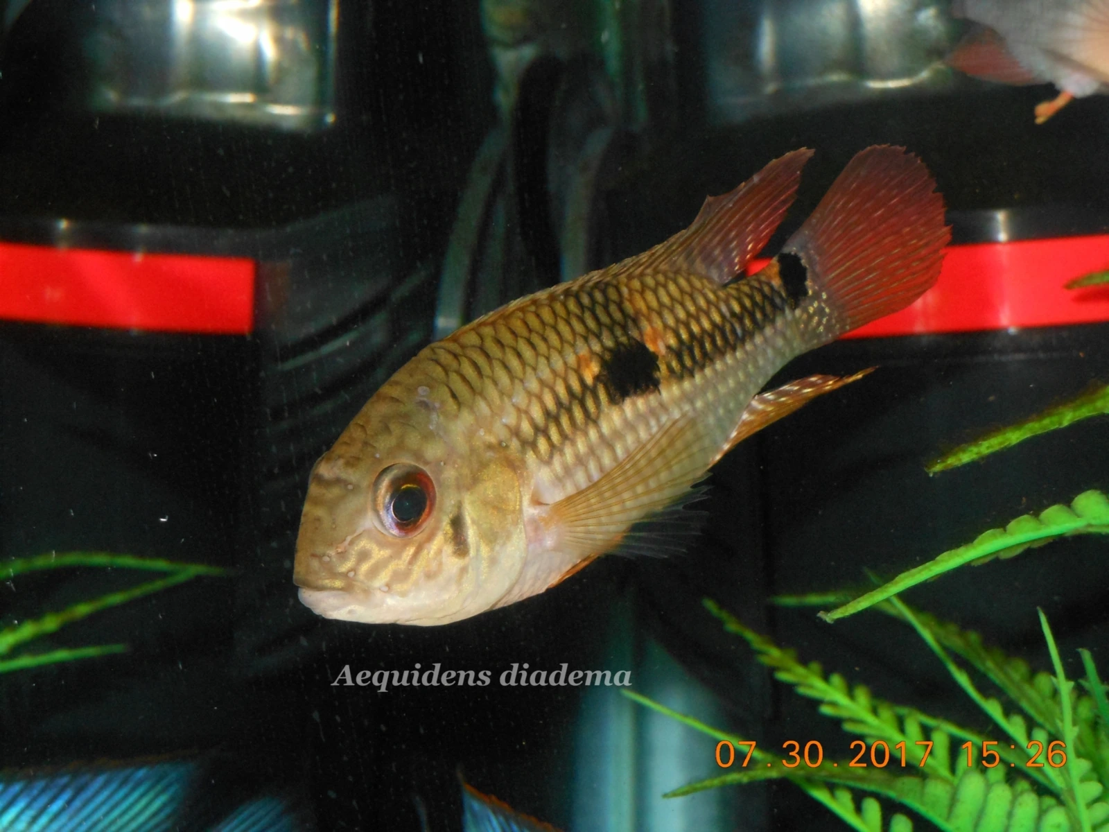 Foto de Aequidens diadema em ambiente natural ou aquário