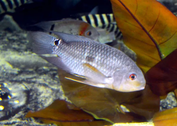 Foto de Aequidens pallidus em ambiente natural ou aquário