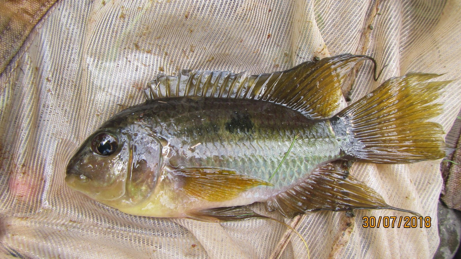 Foto de Aequidens tetramerus em ambiente natural ou aquário
