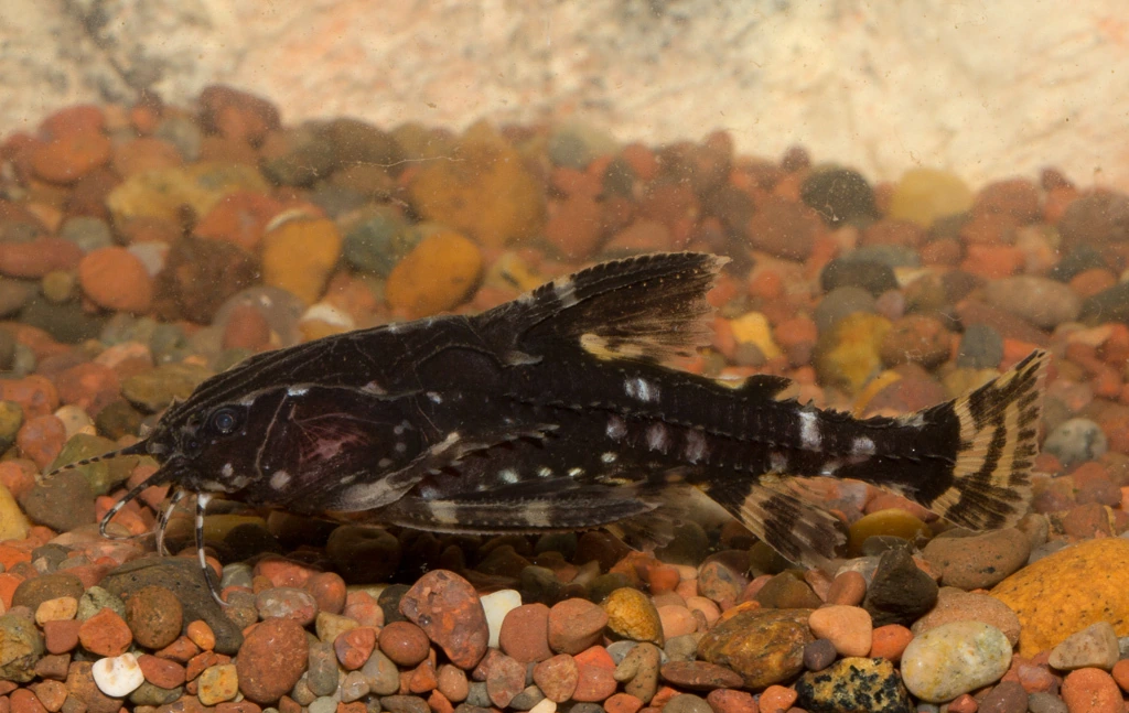 Foto de Agamyxis pectinifrons em ambiente natural ou aquário