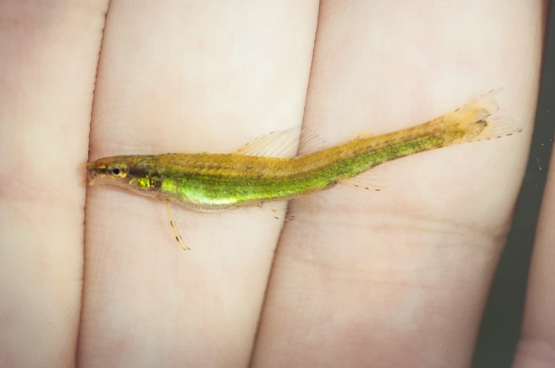 Foto de Ammocryptocharax elegans em ambiente natural ou aquário