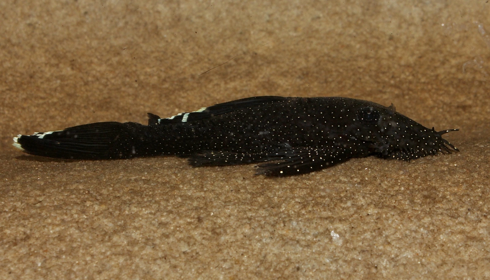 Foto de Ancistrus dolichopterus em ambiente natural ou aquário