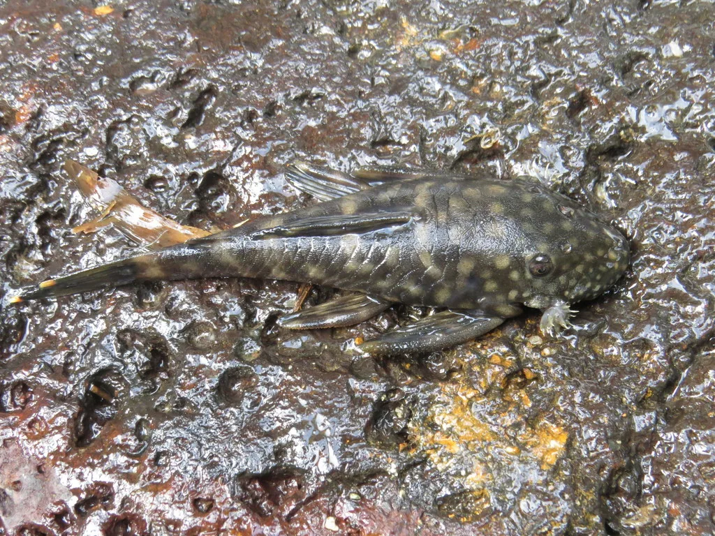Foto de Ancistrus multispinis em ambiente natural ou aquário