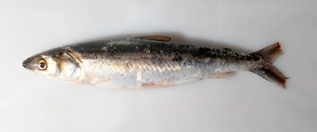 Foto de Anodus elongatus em ambiente natural ou aquário