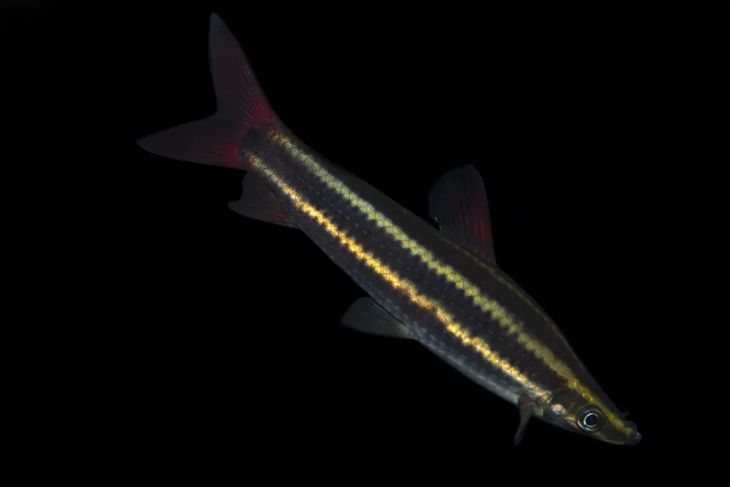 Foto de Anostomus anostomus em ambiente natural ou aquário