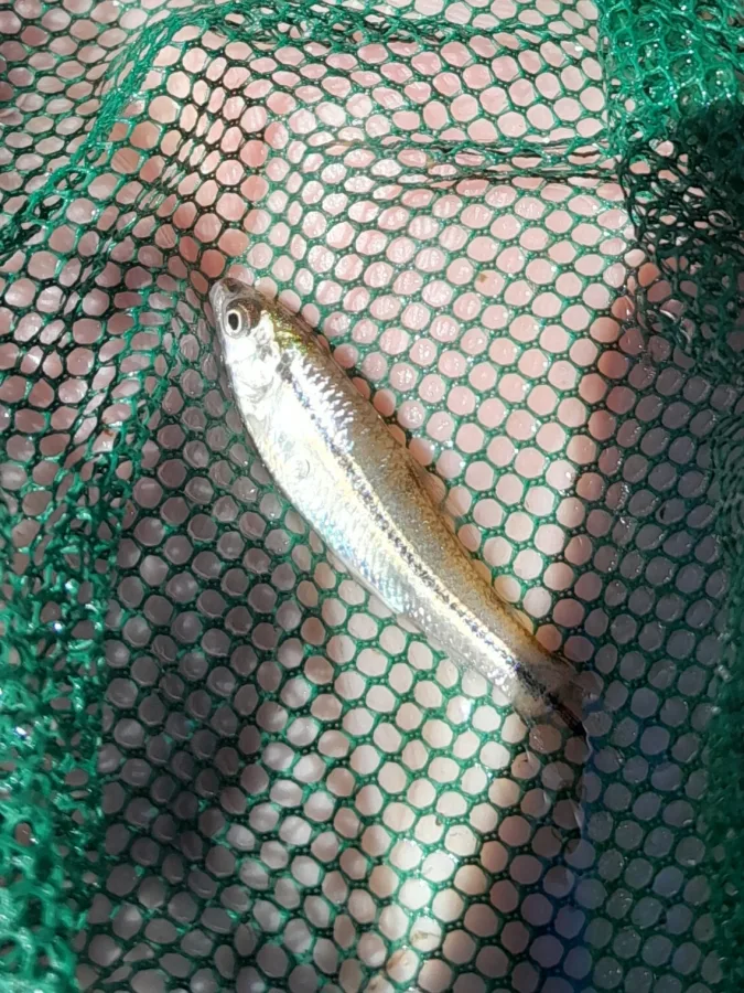 Foto de Apareiodon affinis em ambiente natural ou aquário