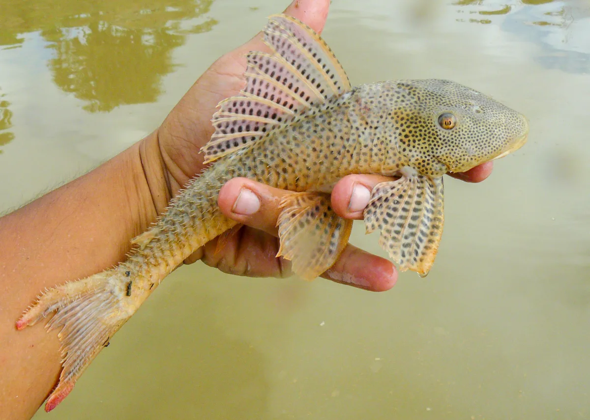 Foto de Aphanotorulus unicolor em ambiente natural ou aquário