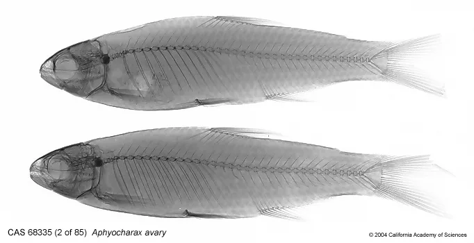 Foto de Aphyocharax alburnus em ambiente natural ou aquário