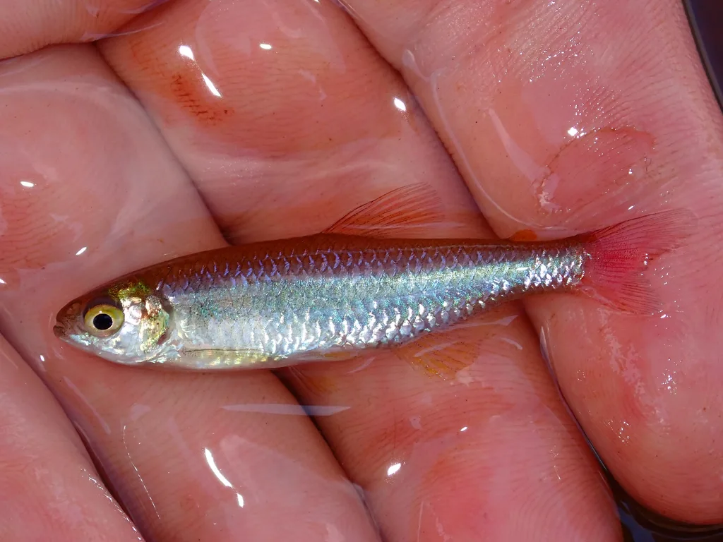 Foto de Aphyocharax dentatus em ambiente natural ou aquário