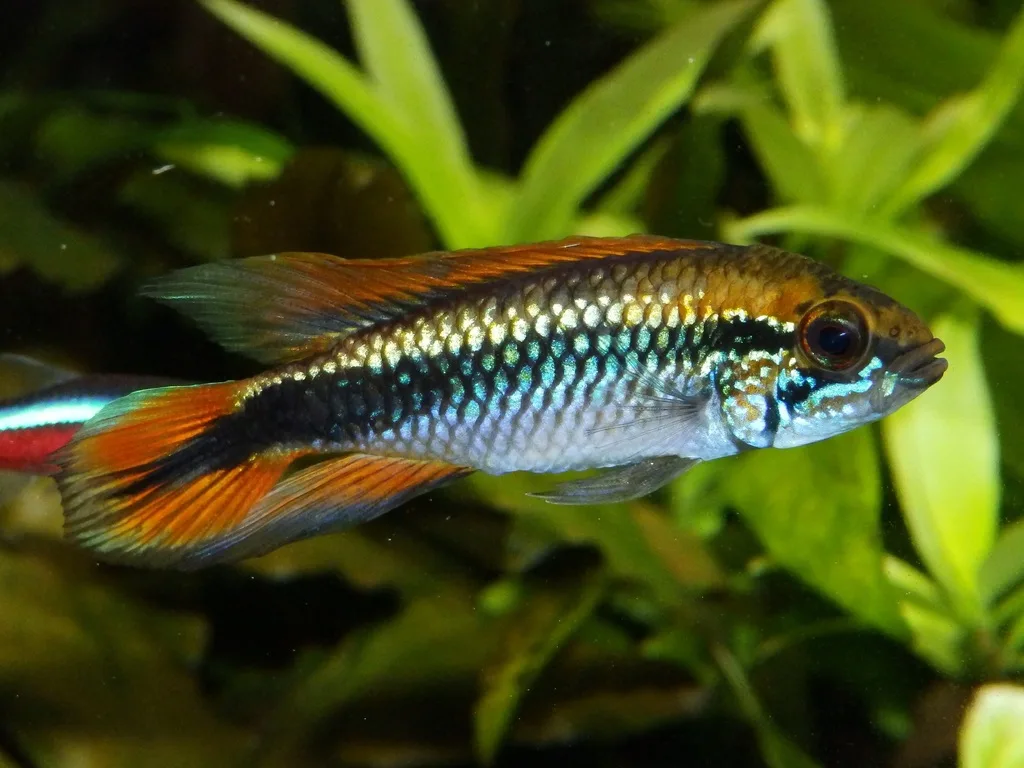 Foto de Apistogramma agassizii em ambiente natural ou aquário