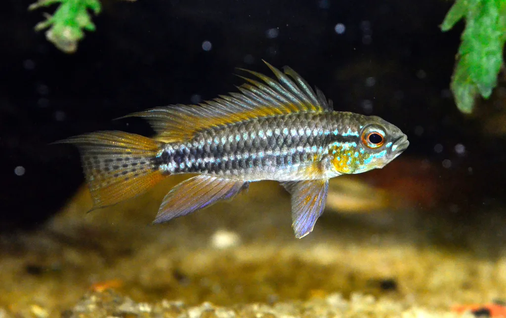 Foto de Apistogramma bitaeniata em ambiente natural ou aquário
